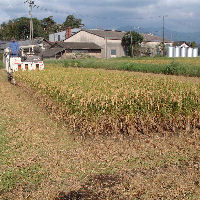 王道楽土 1,800ml