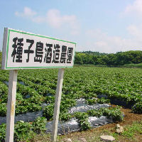 種子島金兵衛 900ml